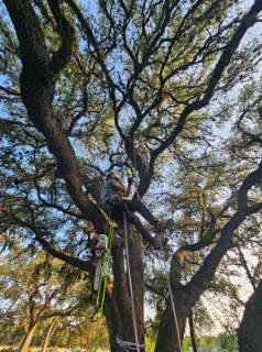 Tree Job Photo