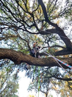 Tree Job Photo