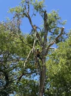 Tree Job Photo