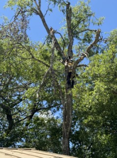 Tree Job Photo