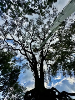 Tree Job Photo