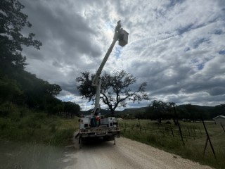 Tree Job Photo