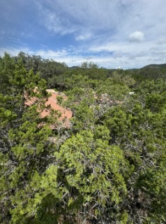 Tree Job Photo