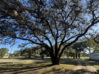 Tree Job Photo