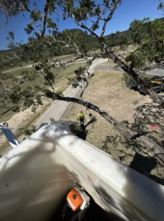 Tree Job Photo