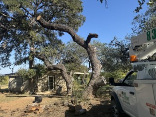 Tree Job Photo