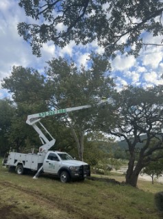 Tree Job Photo