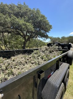 Tree Job Photo