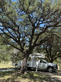 Tree Job Photo